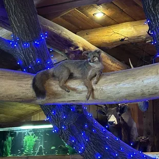 Fox hanging out on a knotty pine beam.