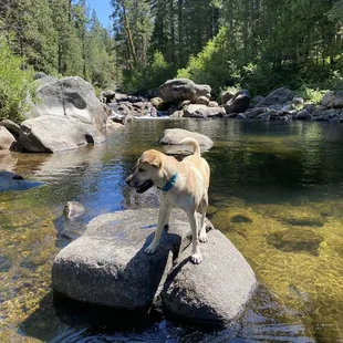 River in front of the cabin last year water level