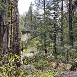 The view of the bridge from down by the river