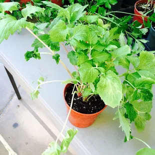 Chinese herb for traditional medicine. 当归?