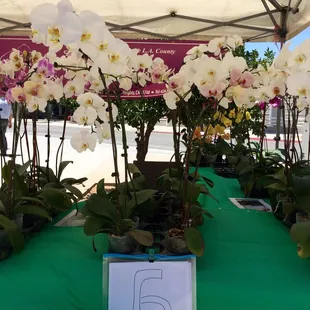 Huge orchid for $6?!