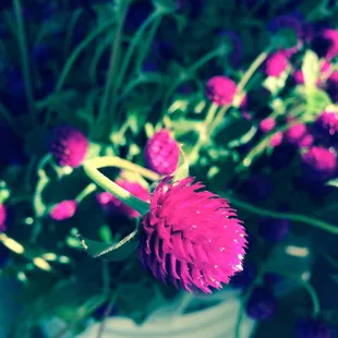 I got myself flowers. Globe Amaranth aka Gomphrena!