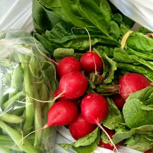 All of this fresh goodness for $5! Ready to cook myself a Thanksgiving meal.