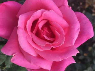 Raincross Rose Society