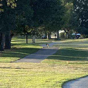Coyote on the course!