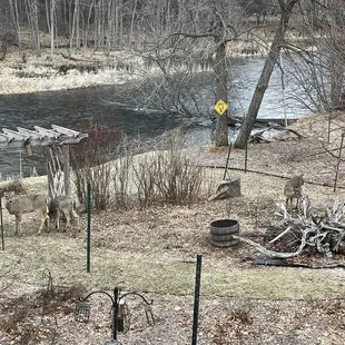 deer grazing in a wooded area