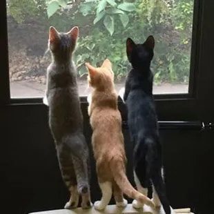 Riverside Meadows Pet Motel Waterloo, NE