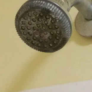 Gross shower head. Black mildew and mineral deposits. Little elbow grease take care of this.