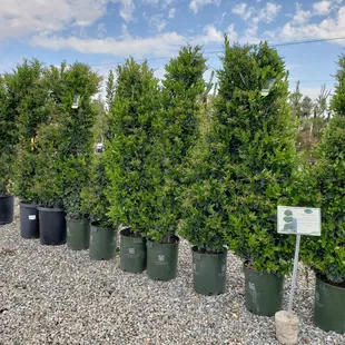 a row of evergreen trees