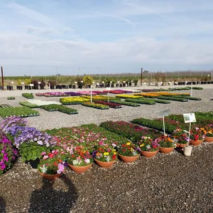 a variety of flowers