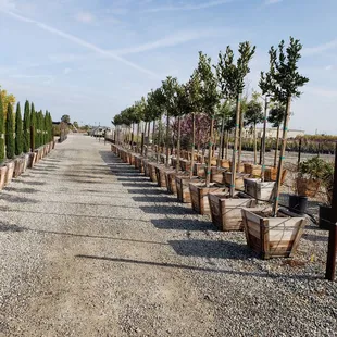 rows of trees lined up along a gravel path