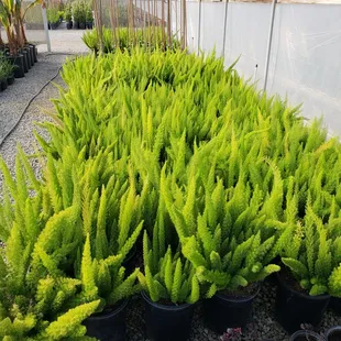 a variety of plants in a greenhouse