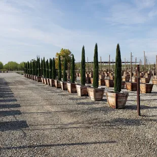 rows of potted trees