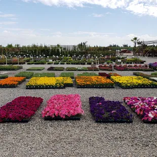 rows of flowers