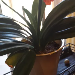 bought 3years ago for $8. It was small but has grown&amp;bloomed 3x since then.stayed healthy  indoor or outdoor