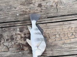 Tres Palacios RV Park