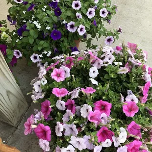 purple and white petunins