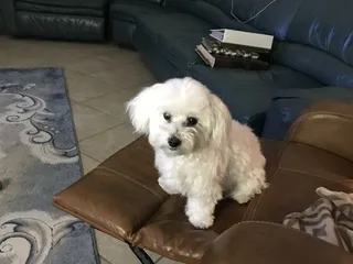 P.A.A.C. People Assisting Animal Control