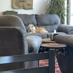 The owner's sweet dog