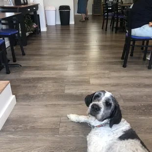 a dog laying on the floor