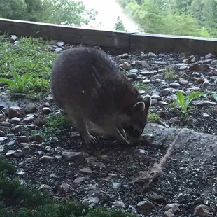 Our dinner entertainment