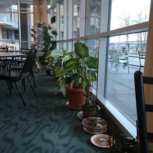 Potted plants of different kinds. Oops, one down at the very end.