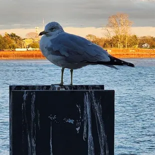 Nature at the Mississippi River