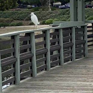 My friend: Egret (: