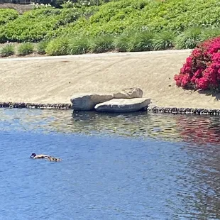 Mama duck and her widdle baaaabiiieeesss - sooo adorbs!