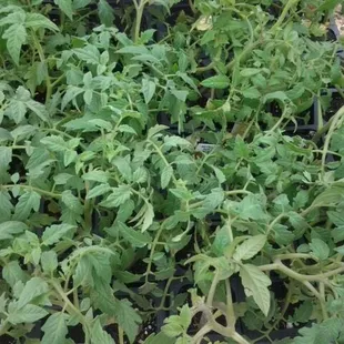 a variety of tomato plants
