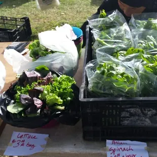 a woman picking lettuce