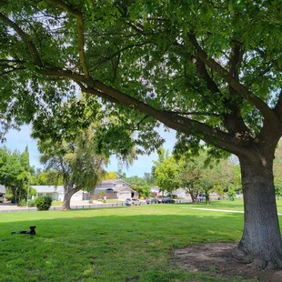 Enjoying the shade