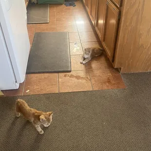 Starving cats left in 100 degree non AC room for weeks