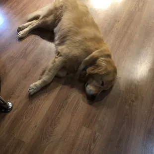 a dog laying on the floor