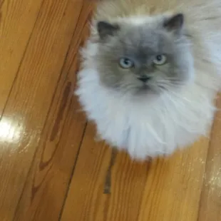 My cat "Pepper," 'cause she's so cute!