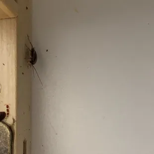 German roach acrivity, prior to treatment.