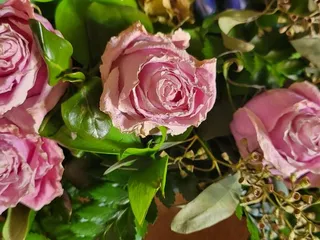 Sierra Vista Flowers