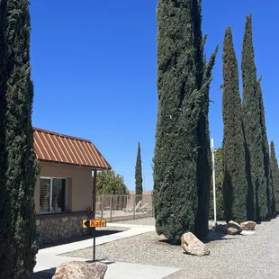 a row of cypress trees