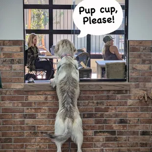 Dog friendly! We love your pups