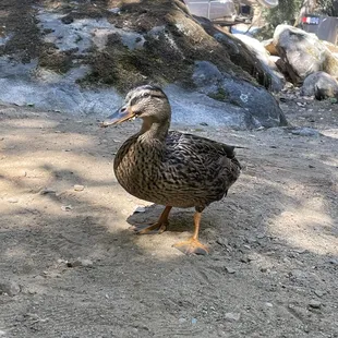 Our friendly duck that spent a day with us at our cabin area.