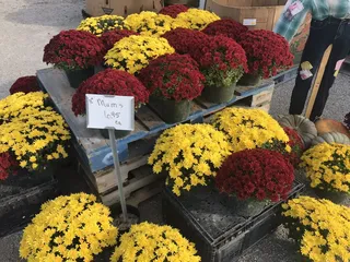 Dotson Wholesale Produce