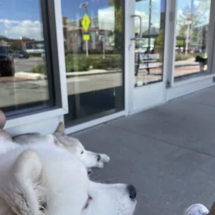 Not a dog friendly patio but we sat out front