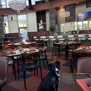 Service animal, Indian curry spiced tofu flatbread, spinach artichoke dip