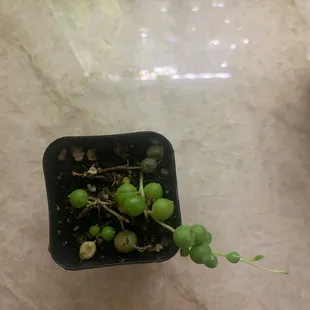 String of pearls