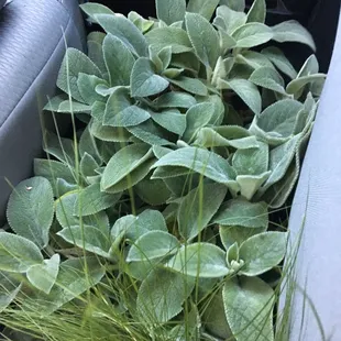 Beautiful, healthy, happy plants. Hard-to-find Lambsear!