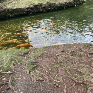 Koi Pond