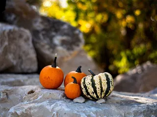 P and M Pumpkin Ranch