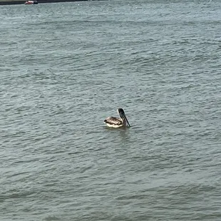 Pelican