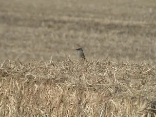 Los Poblanos Fields Open Space