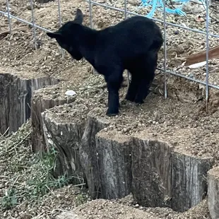 Forget about Baby Shark.... At the ranch it's Baby Goats